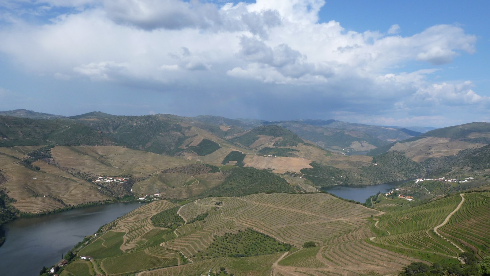 Terraced Alto Douro vineyards