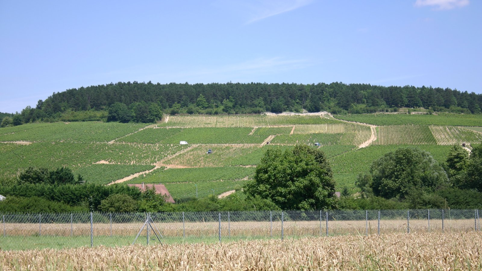 Vineyards near Chablis in northern Burgundy