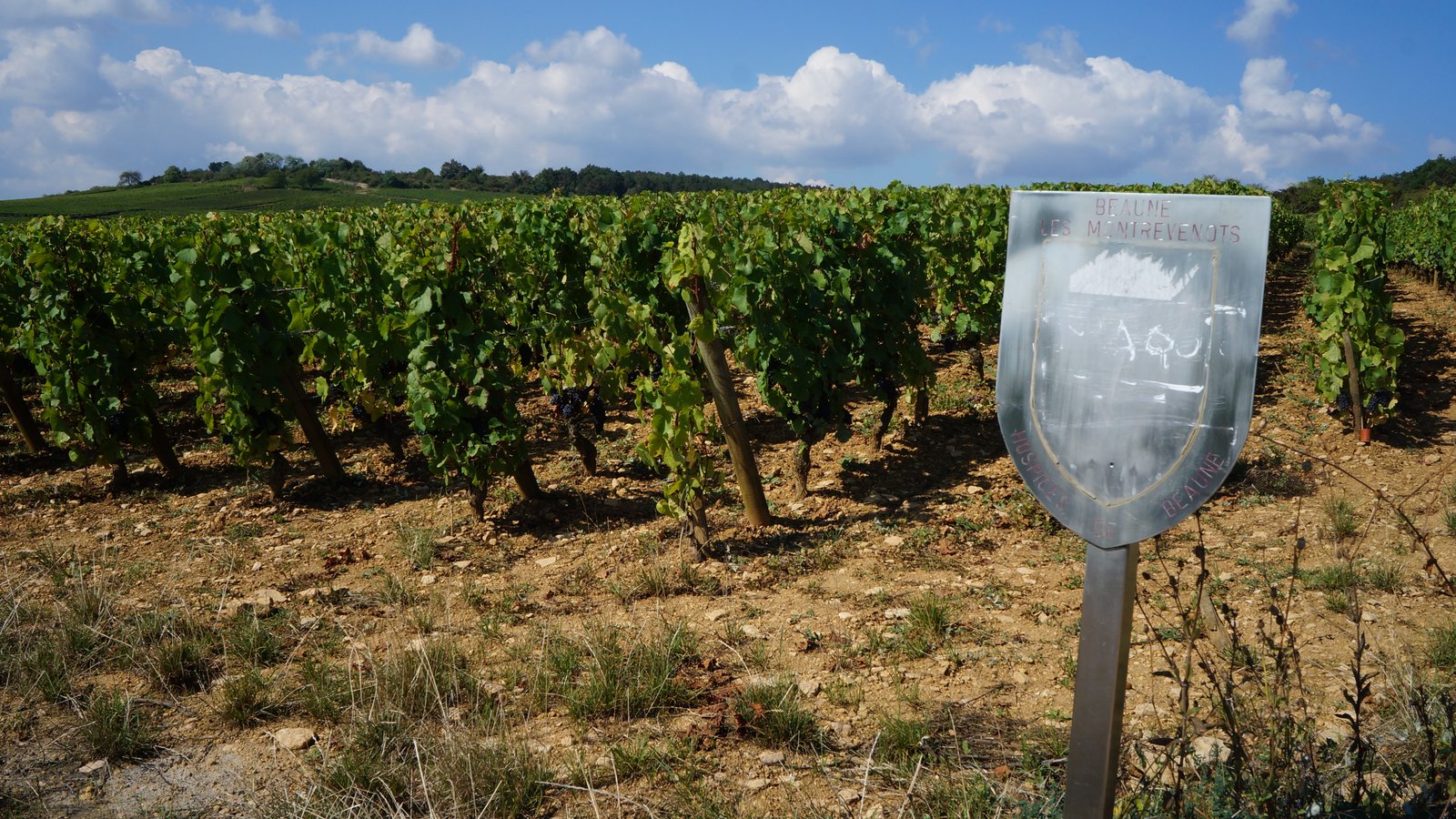 Cote de Beaune vineyards near Beaune