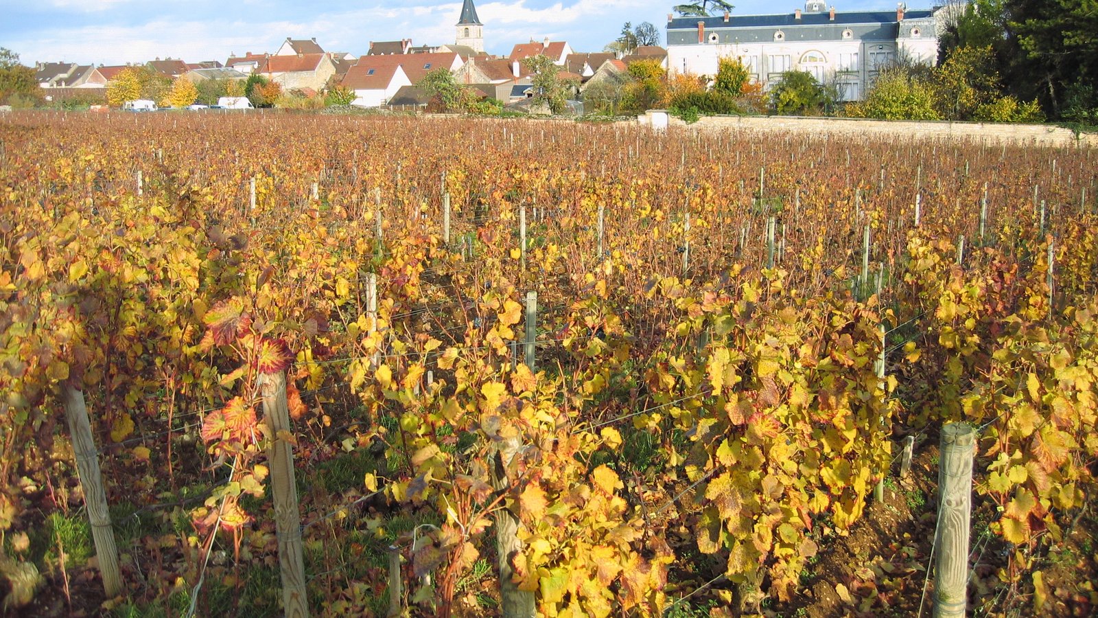 Romanée-Saint-Vivant vineyard in autumn