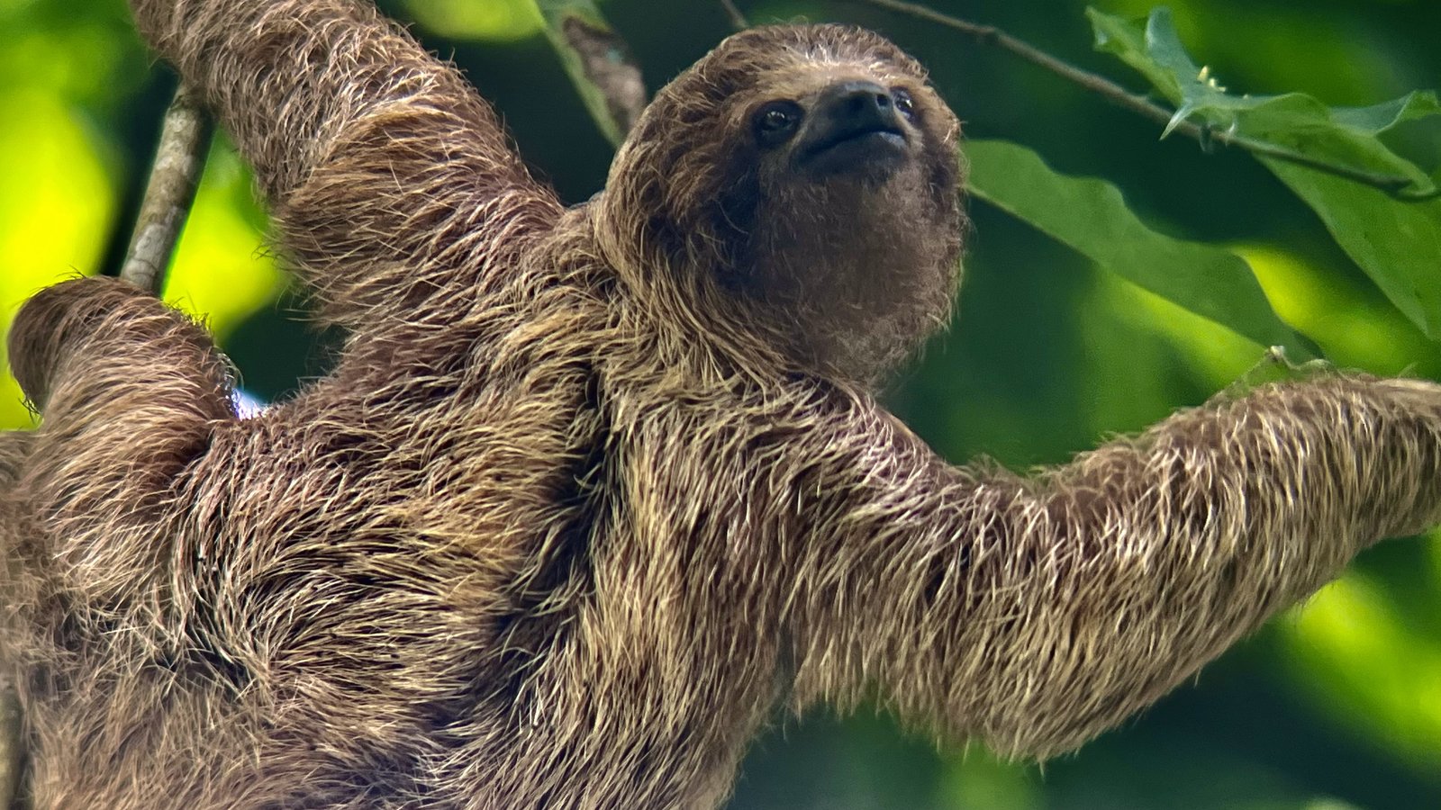 Three-toed sloth in Costa Rica cloud forest