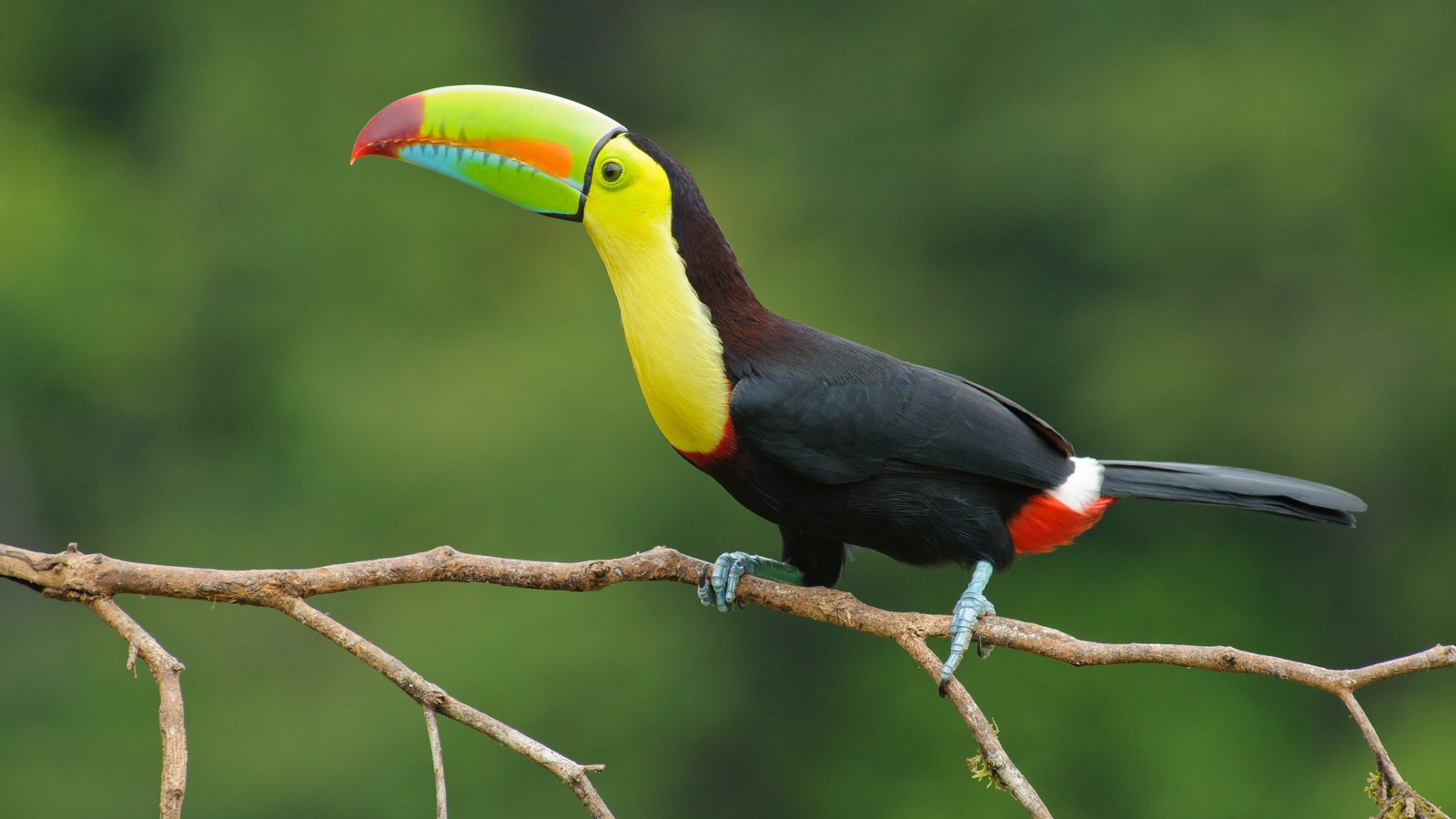Keel-billed toucan in Costa Rica