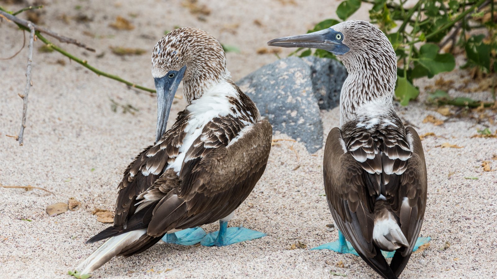 A blue-footed booby on Isla Lobos, Galapagos