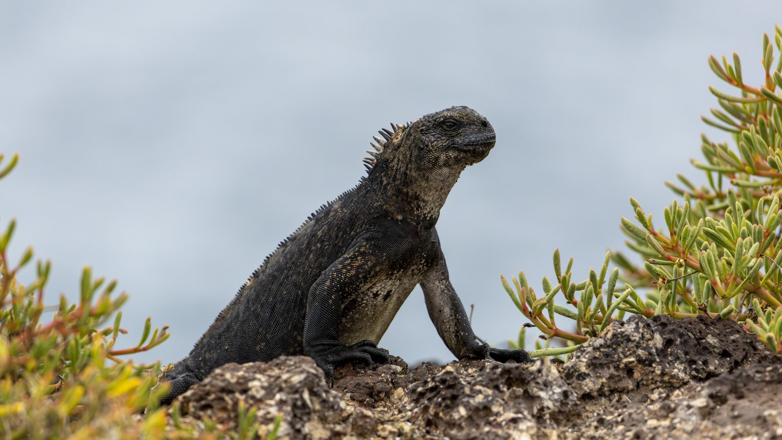 A marine iguana on Plaza Island in the Galapagos