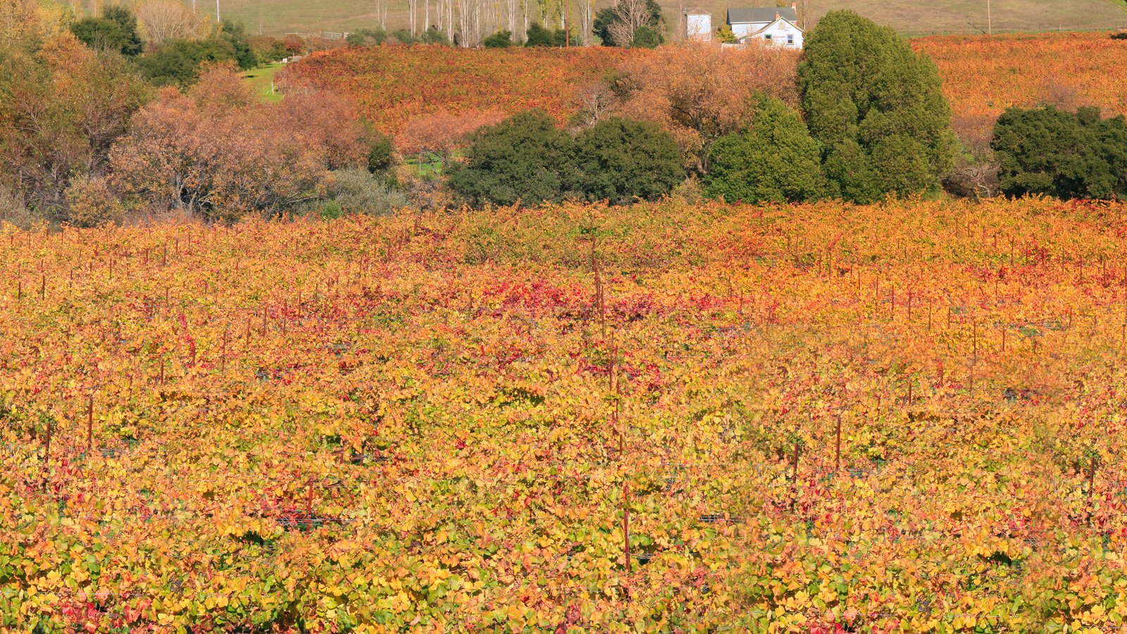 Vineyard and winery in Napa Valley