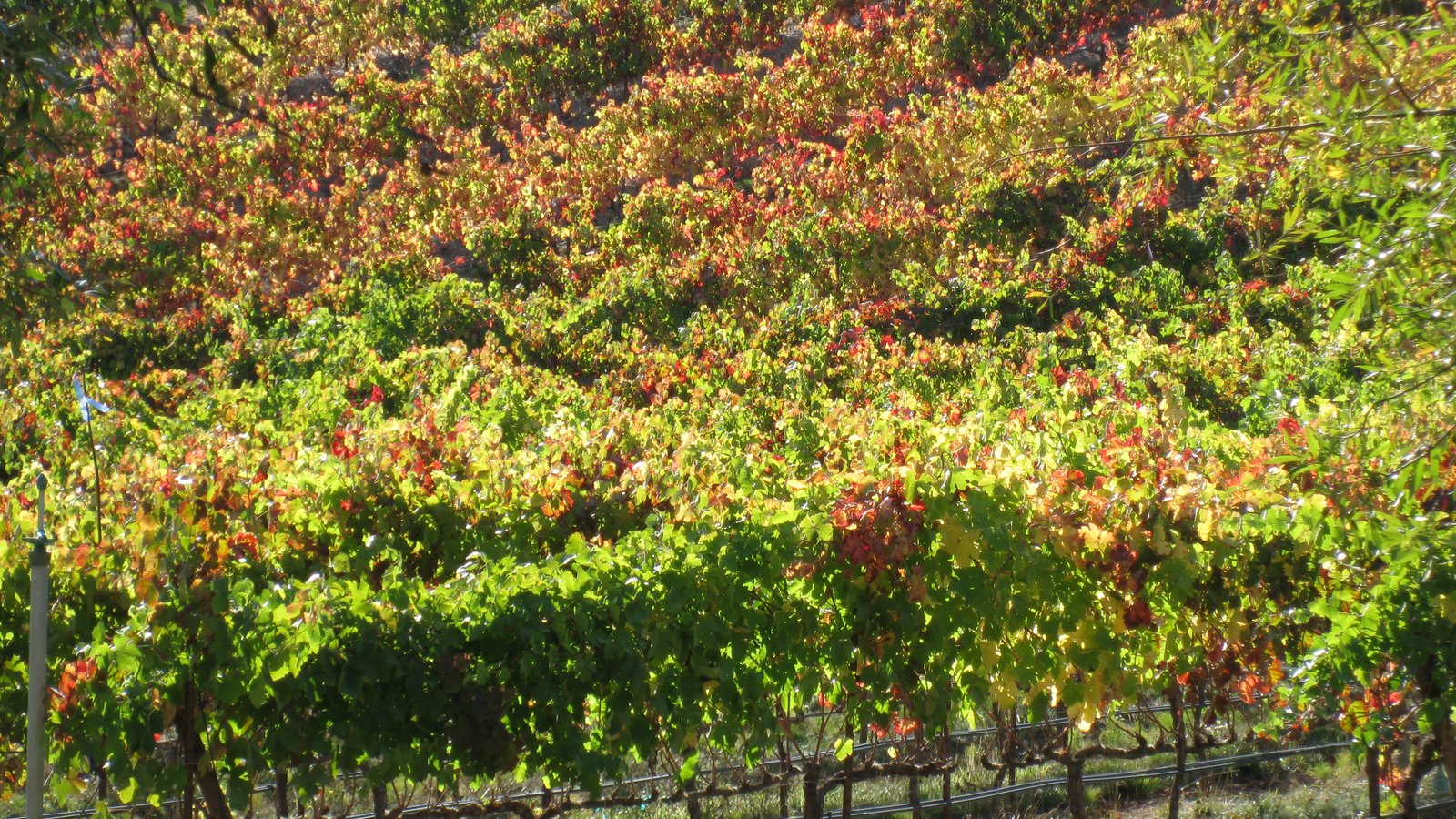 Russian River Valley vineyard in autumn, Sonoma County