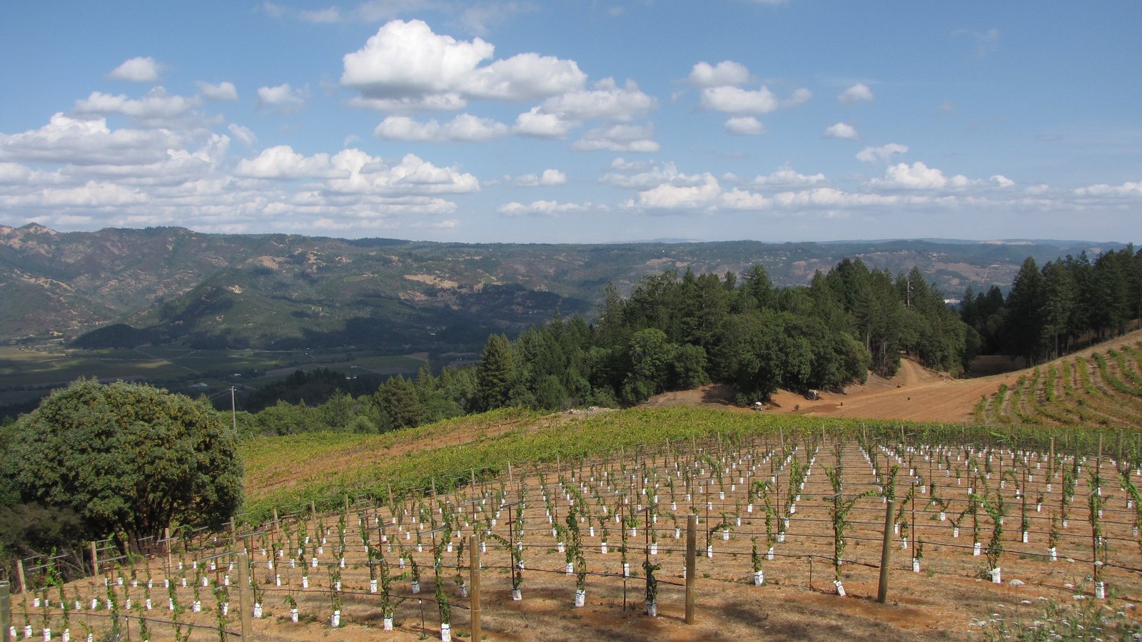 Vineyard view from Smith-Madrone on Spring Mountain