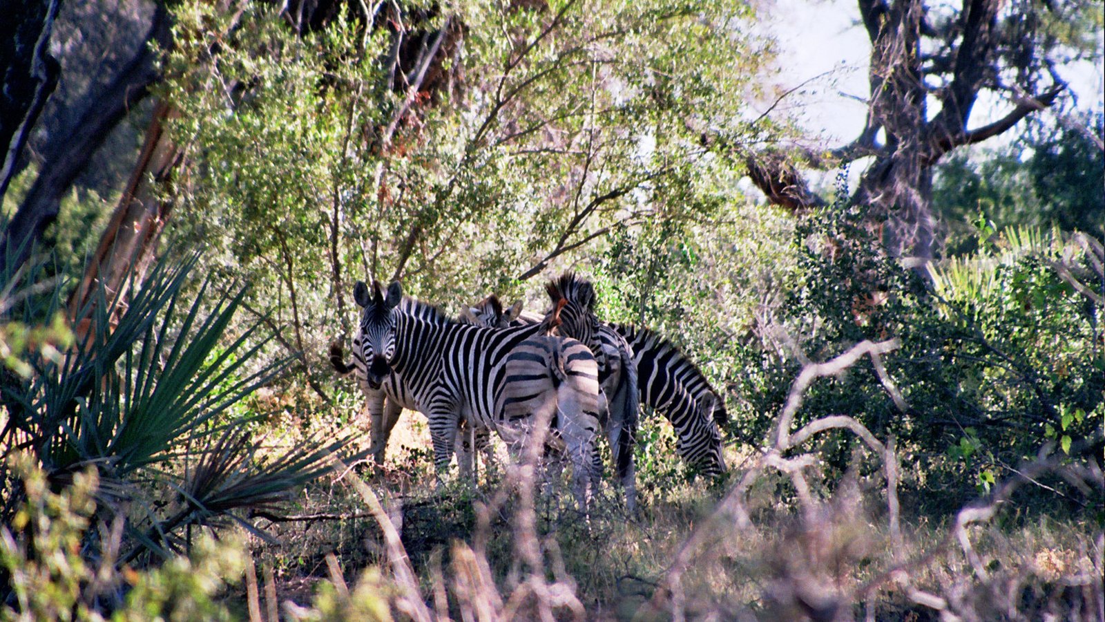 Zebra on the Okavango Delta floodplain