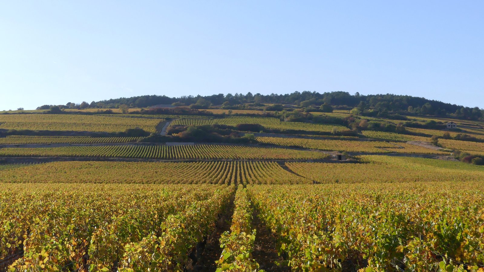 Burgundy vineyards near Beaune in autumn