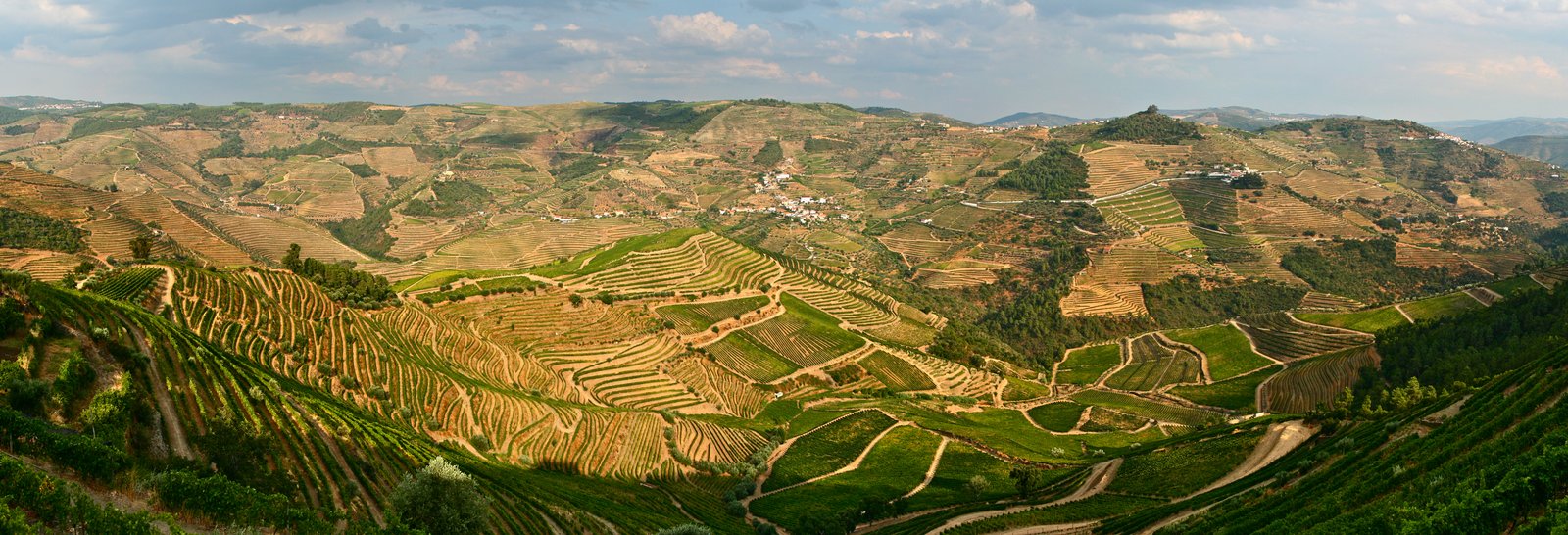 Terraced vineyards in the Douro Valley