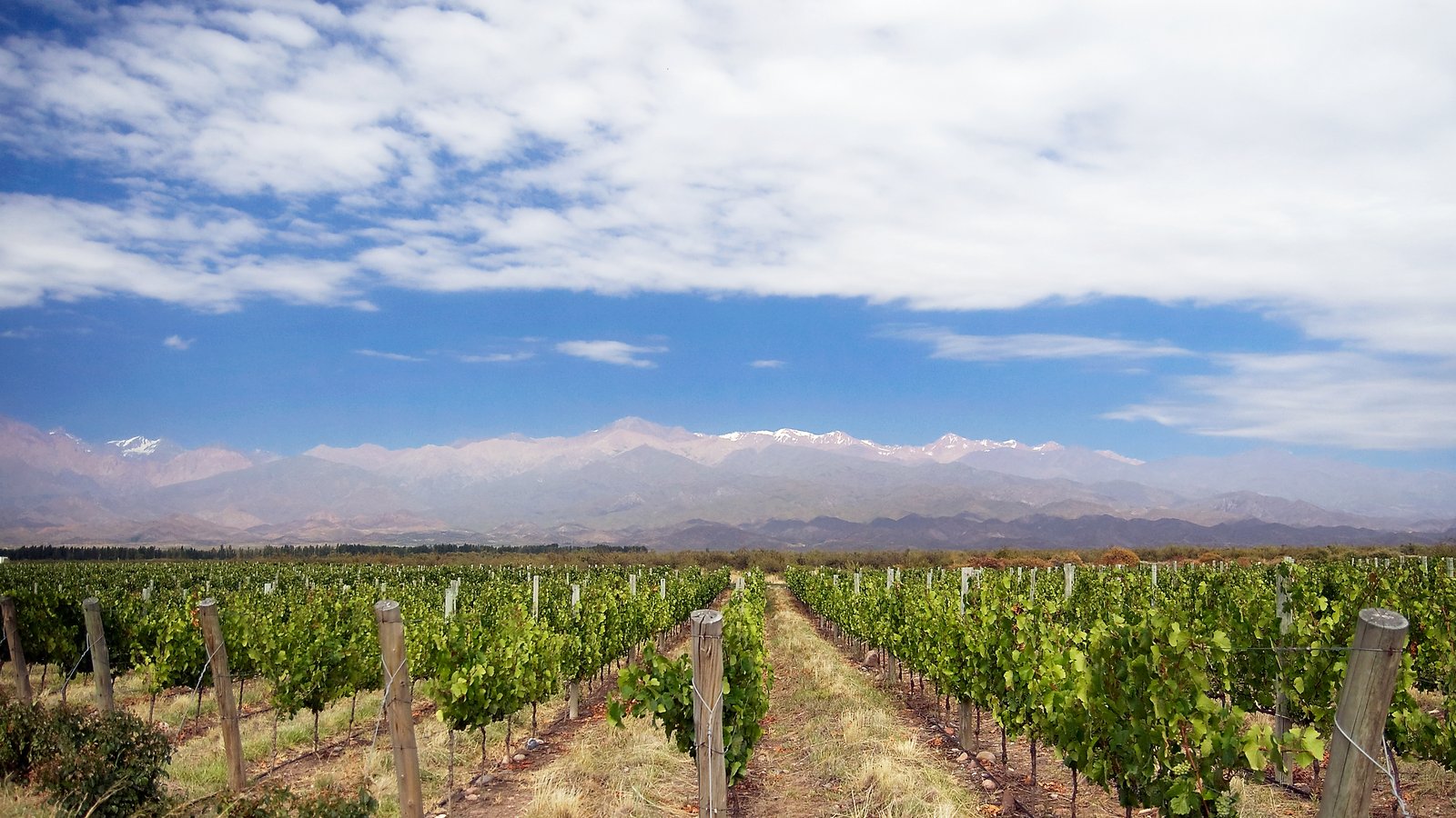 Vineyard in Mendoza, Argentina with the Andes
