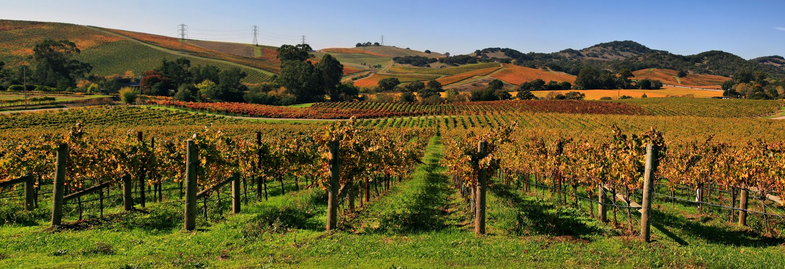 Vineyards in Napa Valley, California