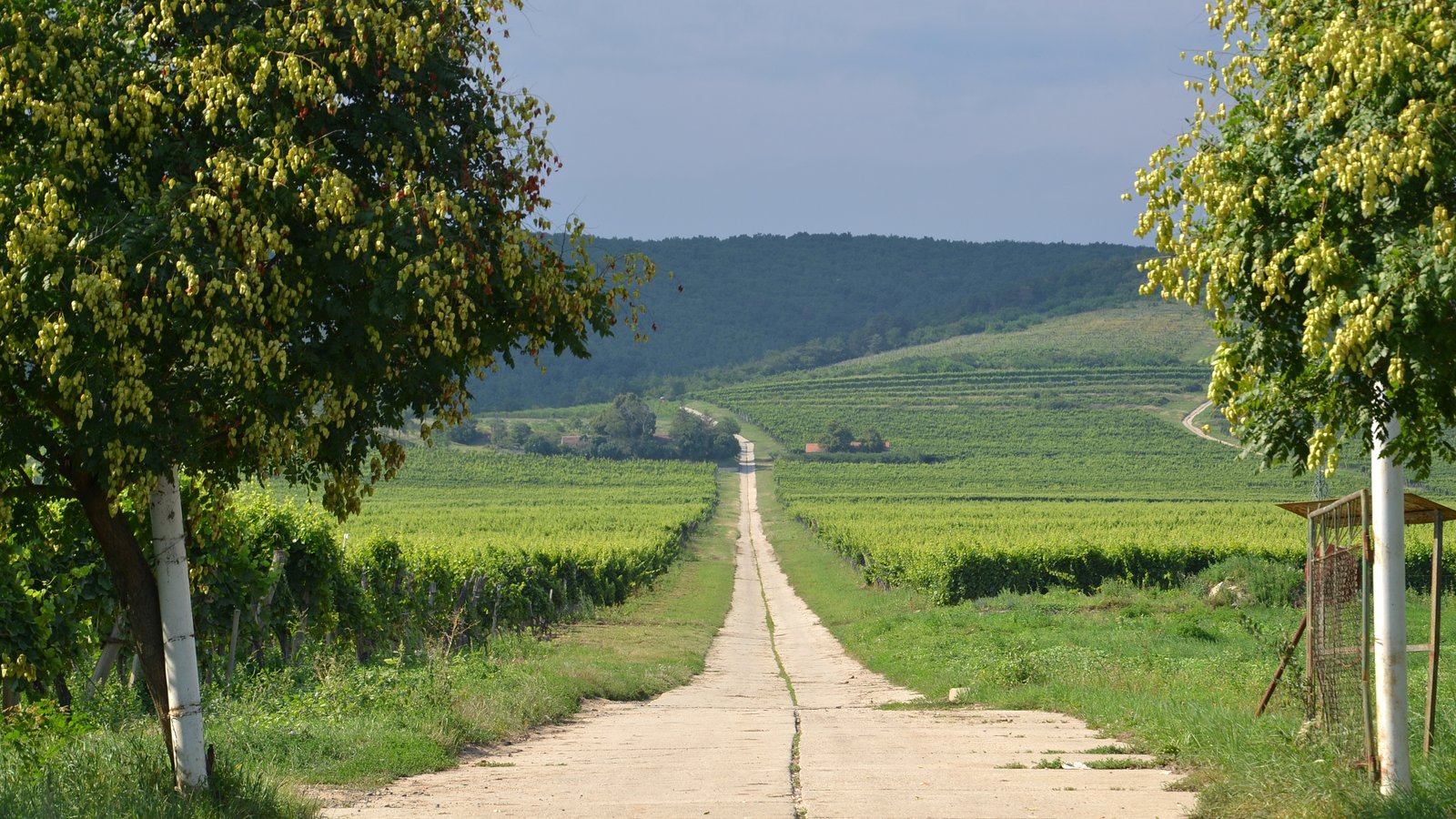 Vineyard near Tokaj, Hungary