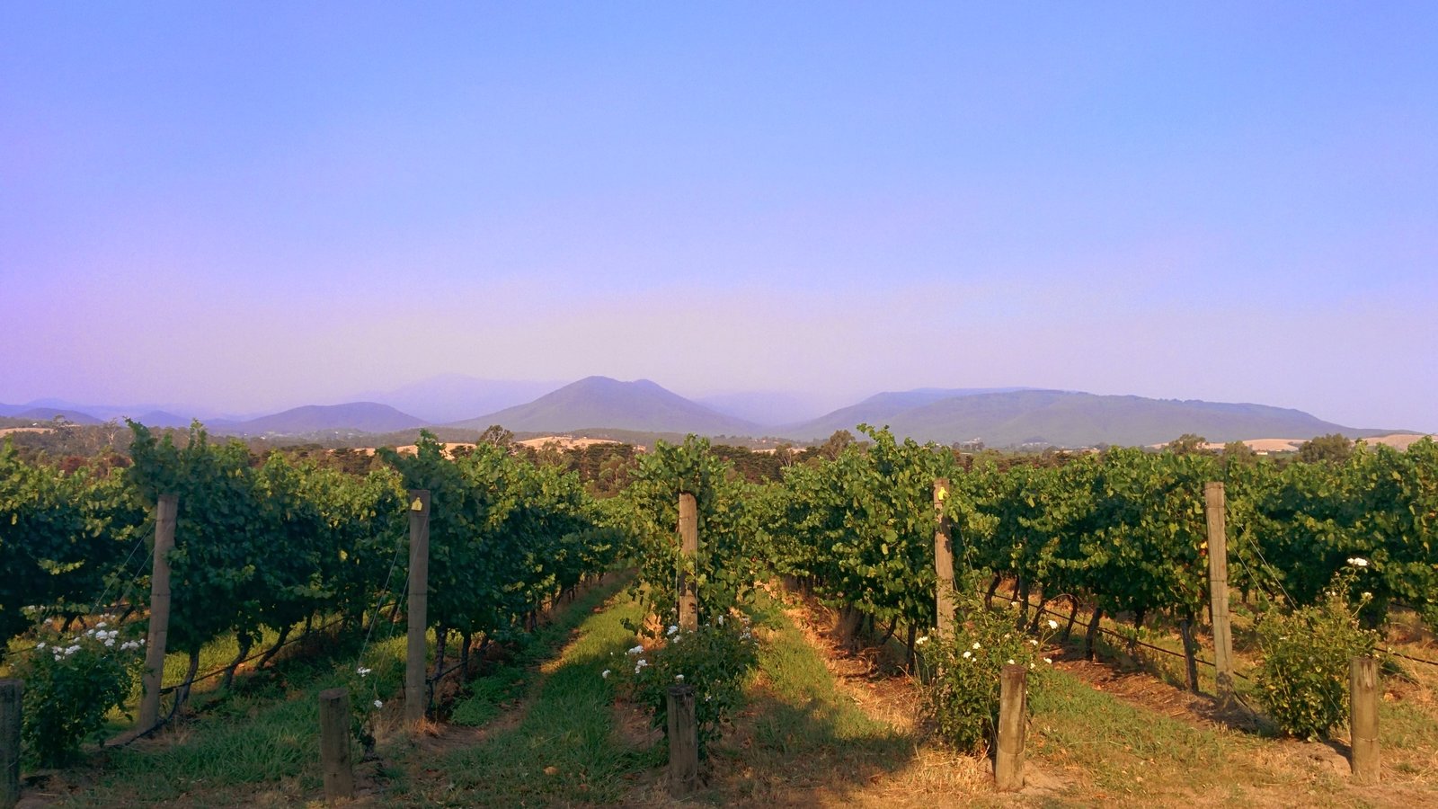 Vineyard in Yarra Valley, Australia