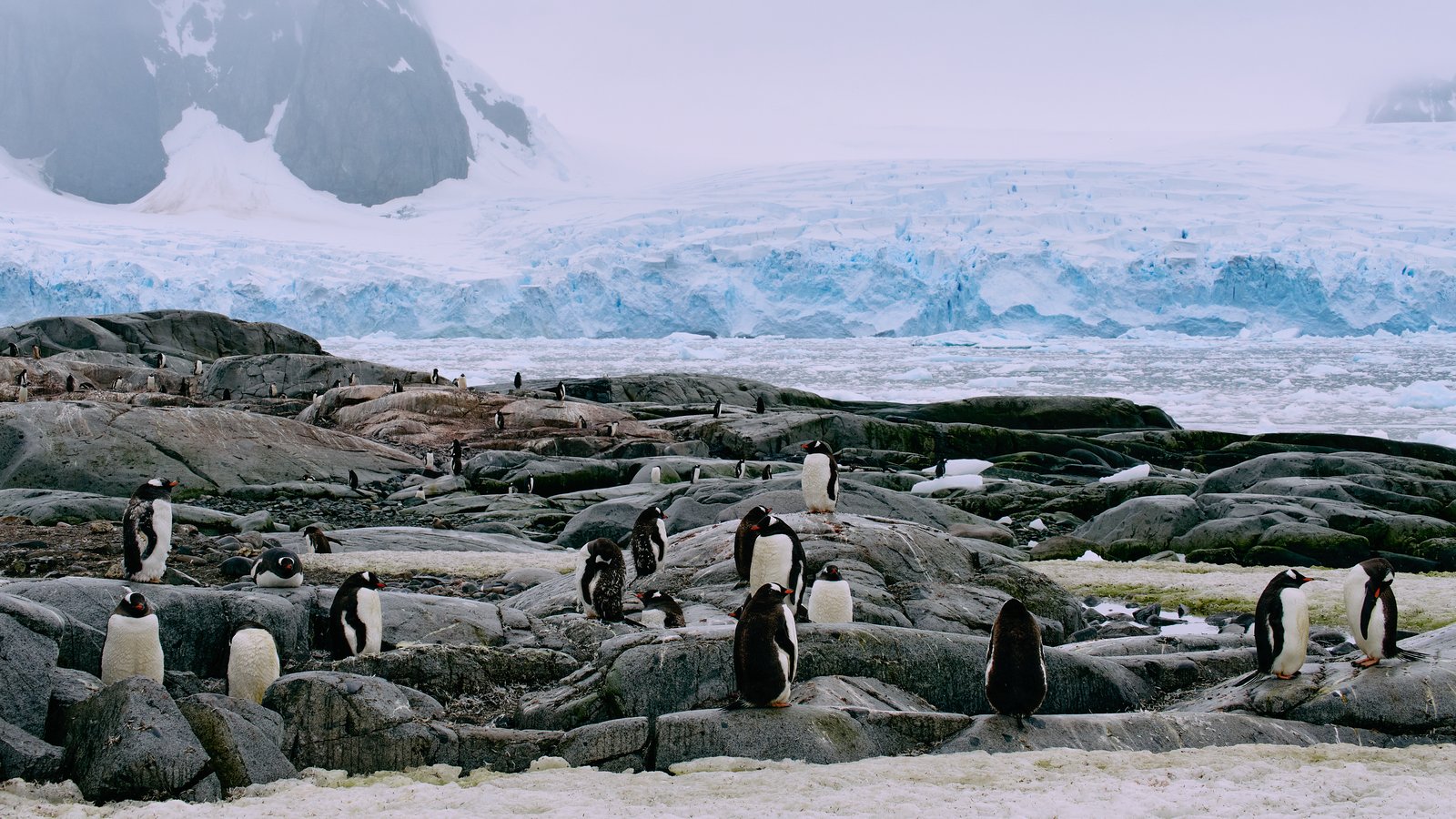 A breeding colony of penguins in Antarctica