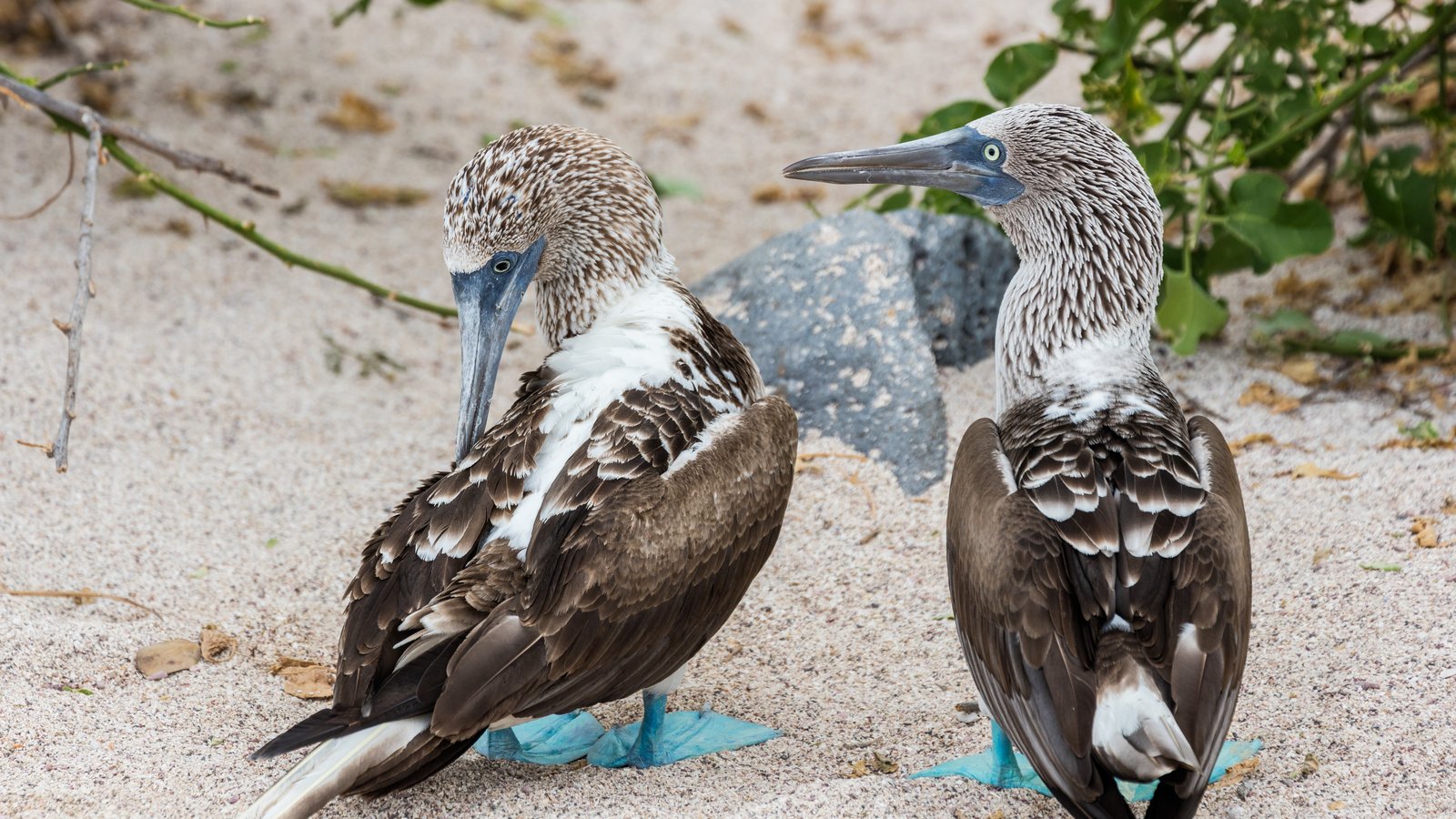 Blue-footed booby on Isla Lobos, San Cristobal, Galapagos