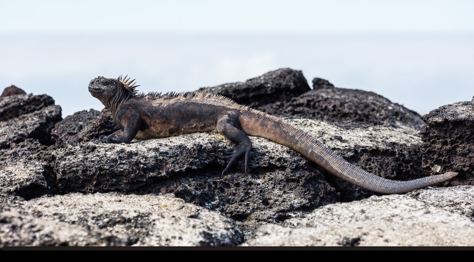 Marine iguana at Las Bachas, Santa Cruz, Galapagos