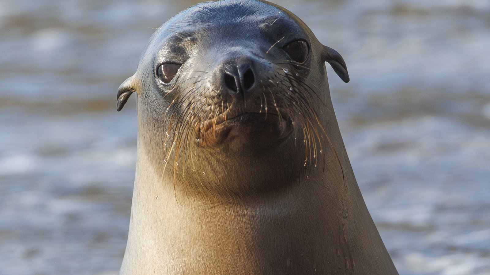 Galapagos sea lion pup