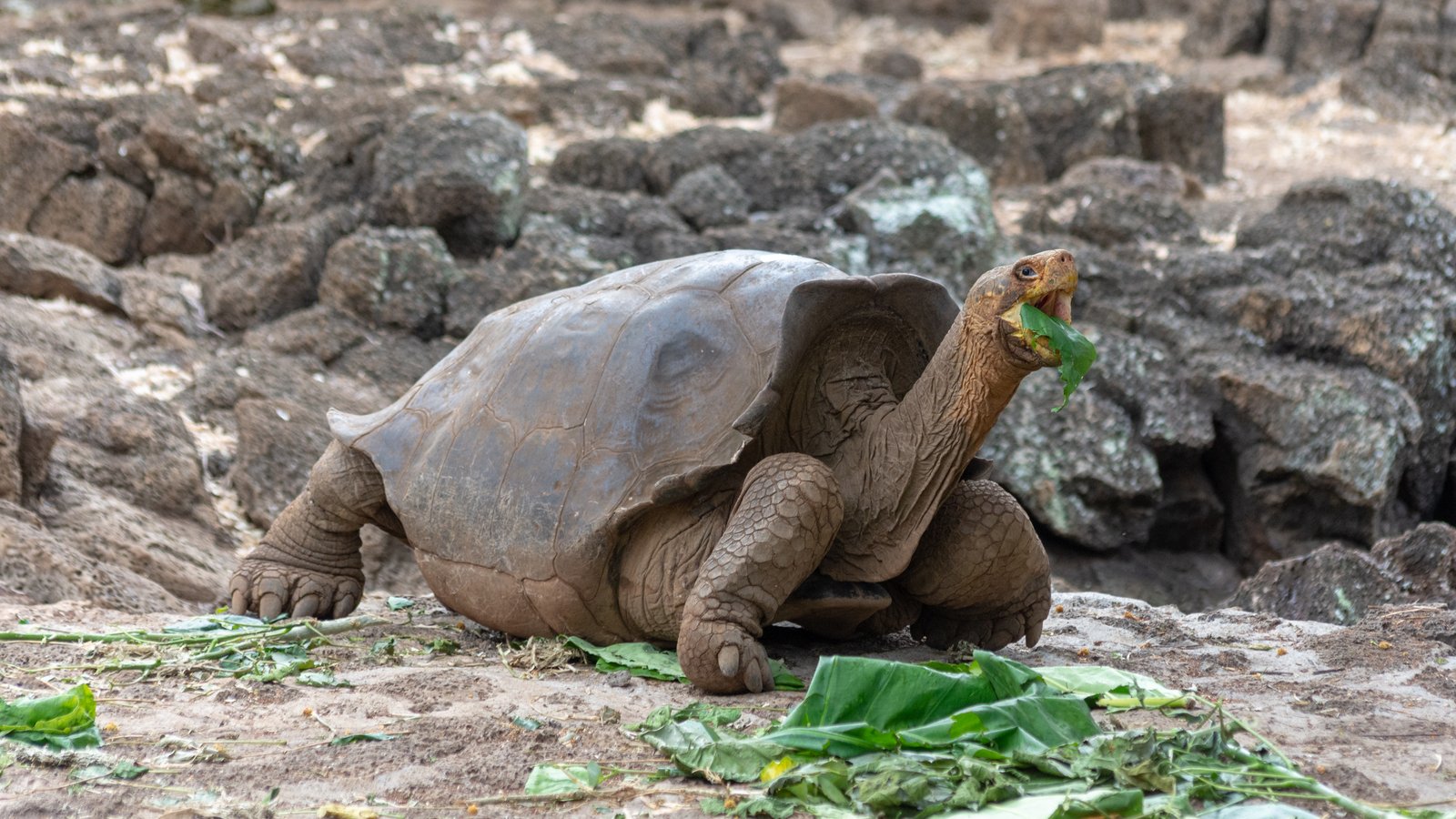 Galapagos giant tortoise eating leaves