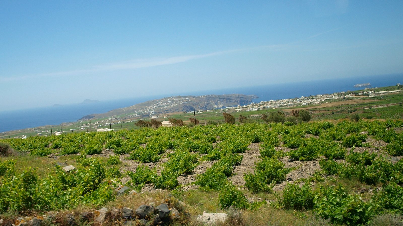 Low-trained grapevines growing in Santorini volcanic soil